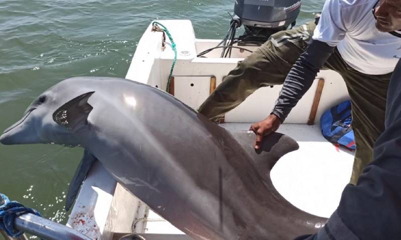 Rescatan a un delfín malherido y atrapado en redes de pesca en el Golfo de Guayaquil/ Foto: Cortesía del Ministerio de Ambiente