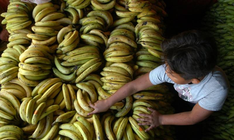 La inspección fitosanitaria rusa indicó que se suspenda temporalmente la certificación de exportación de plátanos debido a la presencia de moscas jorobadas / Foto: EFE