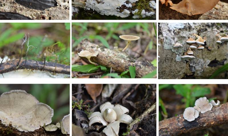  El proyecto científico ejecutando varias expediciones en los ecosistemas de todo Ecuador, logrando identificar esta especie únicamente en la ciudad de Loja / Foto: cortesía UTPL