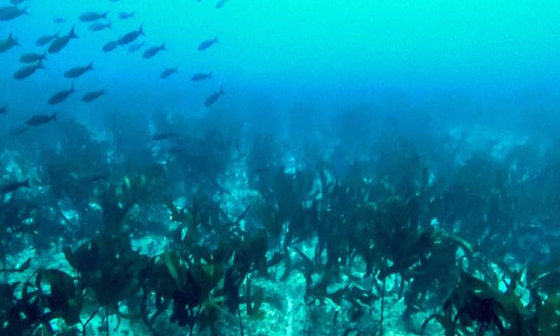 Los quelpos son algas pardas, famosas por alcanzar tamaños muy grandes y que en altas densidades forman bosques marinos / Foto: cortesía Fundación Charles Darwin