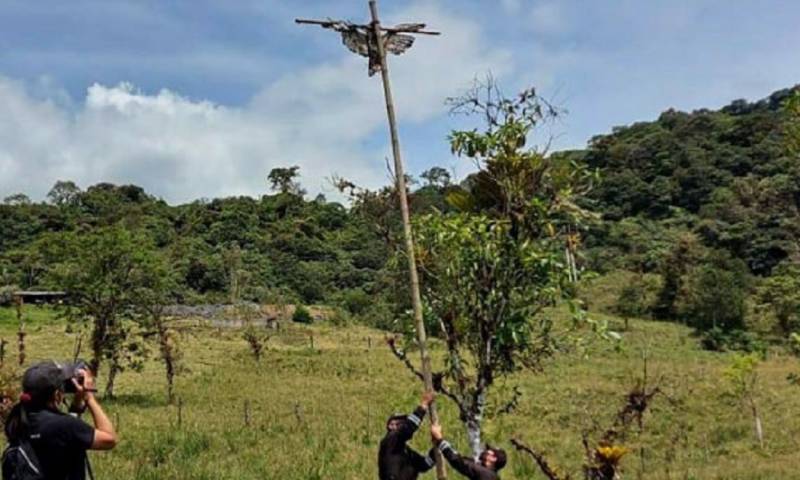 Deberá completar un curso de 120 horas respecto a conservación, entregar $ 3.000 para financiar el monitoreo de aves y pagar 4 salarios básicos como multa / Foto: cortesía Fiscalía General