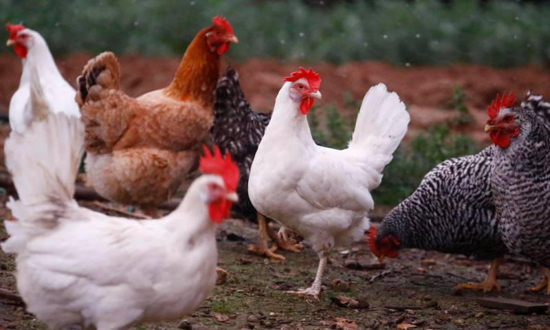 El primer caso de influenza aviar H5 se detectó en una granja de producción avícola en la provincia de Cotopaxi