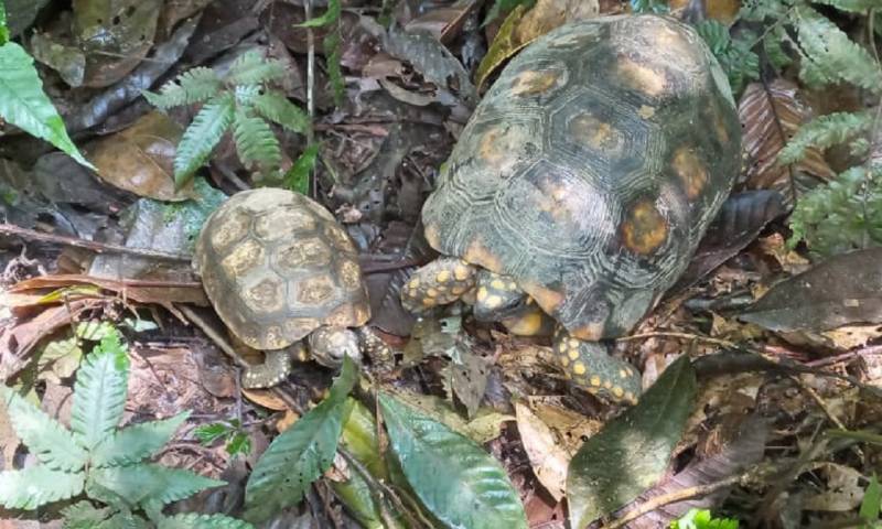 15 tortugas fueron devueltas a su hábitat natural del Parque Nacional Yasuní / Foto: Cortesía del Ministerio de Ambiente