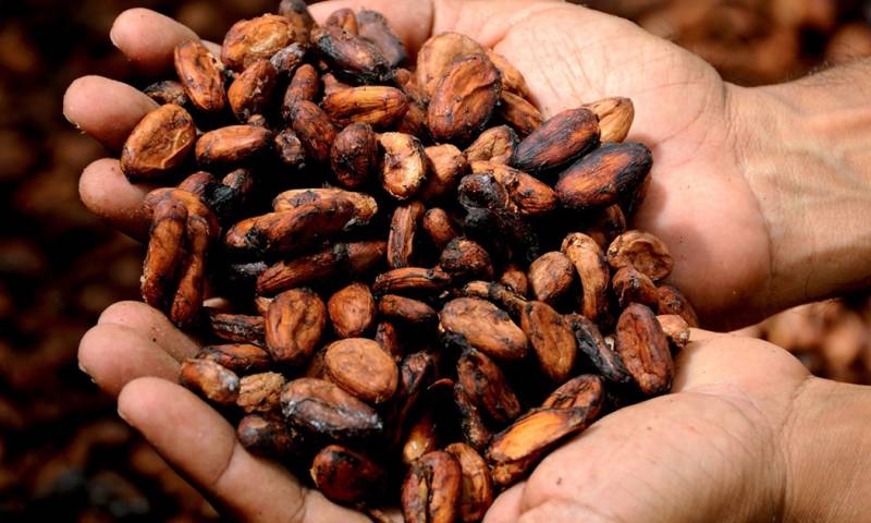 Se prevé con el aumento en el precio del cacao se incremente en el costo del chocolate / Foto: Pixabay