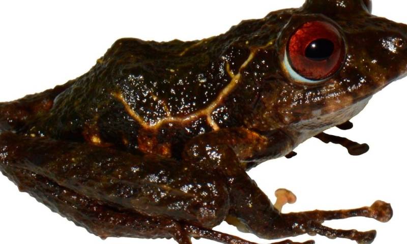 Una nueva especie de rana en Ecuador es nombrada "ledzeppelin"/ Foto: EFE