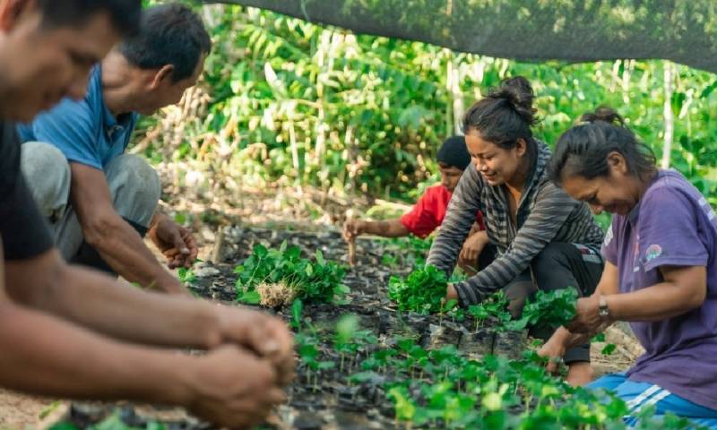 La iniciativa involucra a unos 350 familias en la provincia de Orellana para impulsar cultivos de café robusta y arábigo / Foto: cortesía SICA