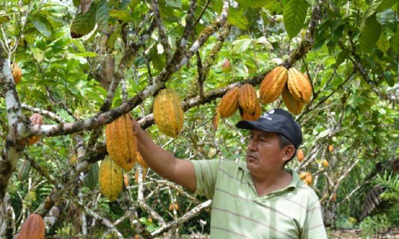 Desde hace 14 años se dedica al cultivo de cacao en Yantzaza/ Foto: cortesía Prefectura Zamora Chinchipe