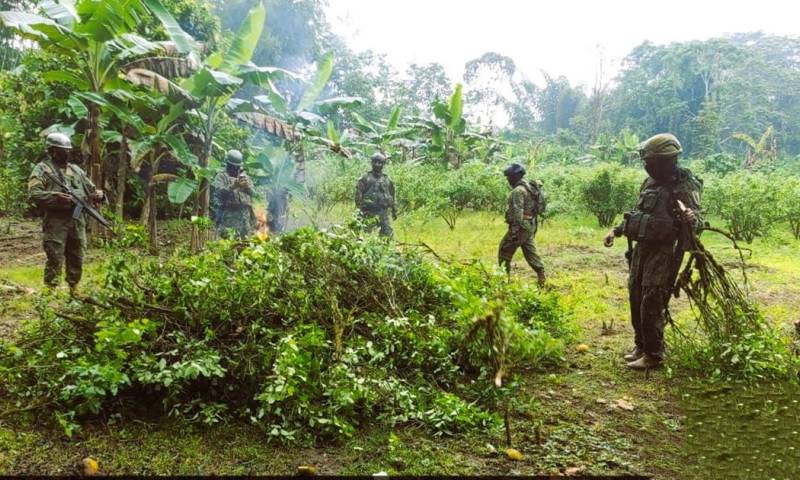 El sembrío ilegal de plantas de coca se presume que era utilizado para la producción de drogas / Foto: cortesía Ejército 