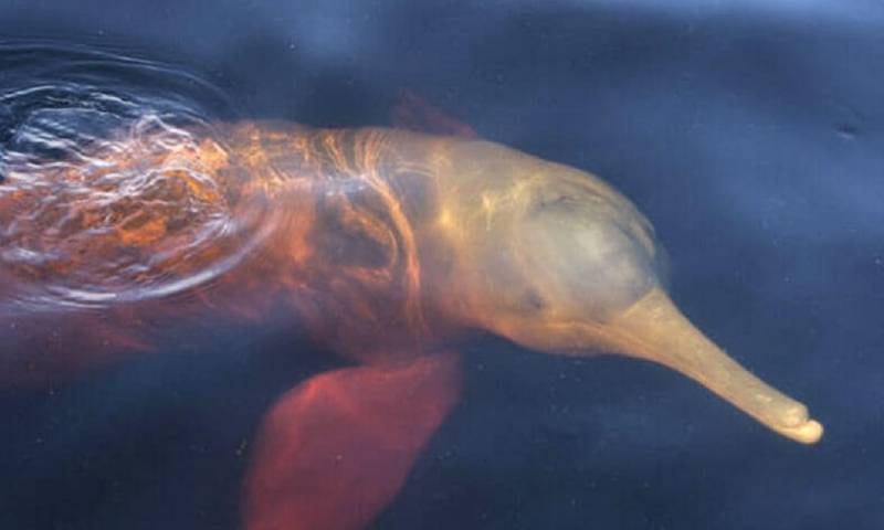 En 2019, un grupo de científicos concluyó que en Ecuador hay un total de 48 delfines de río/ Foto: Cortesía Sacha Ñampi