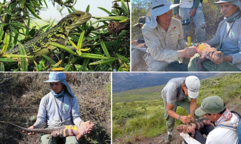 El equipo expedicionario documentó sitios de anidación y detectó tanto nidos activos como neonatos e iguanas rosadas juveniles de diferentes edades / Foto: cortesía ministerio de Ambiente