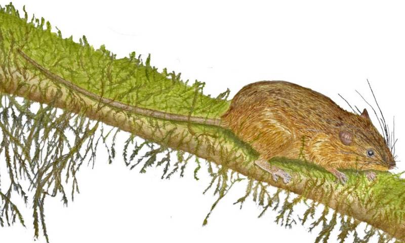Investigadores describen nueva especie de roedor en Morona Santiago /  Ilustración: cortesía Glenda Pozo