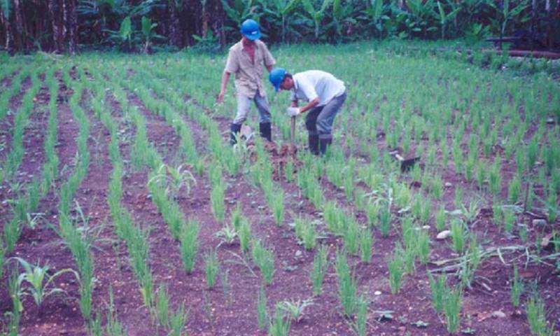 En 1998, Texaco fue liberada en Ecuador luego de una remediación ambiental efectiva / Foto: El Oriente