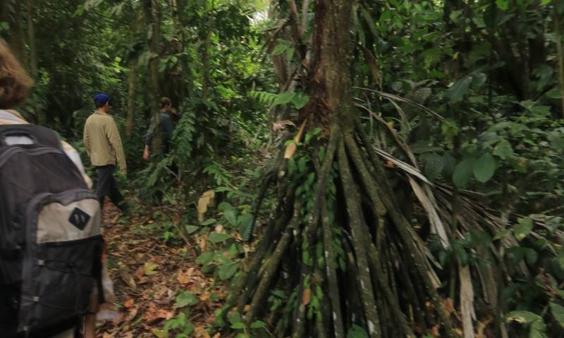 Estas raíces, conocidas como “zancos”, pueden alcanzar hasta 25 metros de longitud / Foto: El Oriente 
