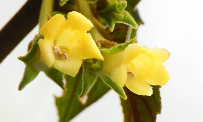Nueva especie de planta fue descrita en Pichincha / Foto: EFE