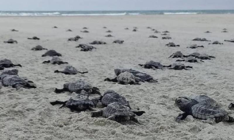 Nacen 78 tortugas marinas golfinas en una playa del norte de Ecuador / Foto: EFE