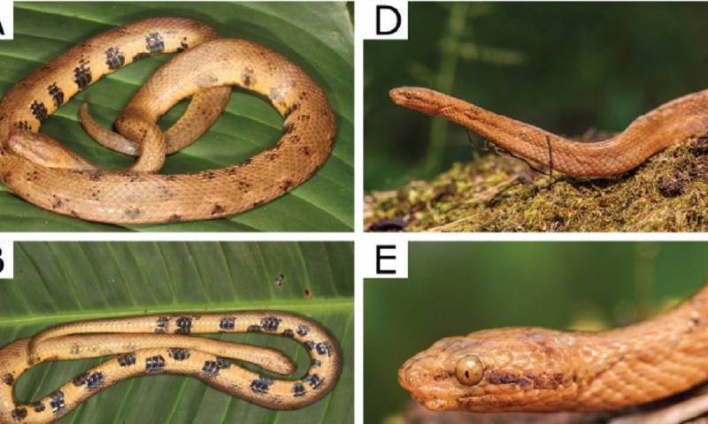 La nombraron Tropidophis cacuangoae, en honor a Dolores Cacuango, un referente ecuatoriano del feminismo y los derechos humanos de principios del siglo XX / Foto: EFE