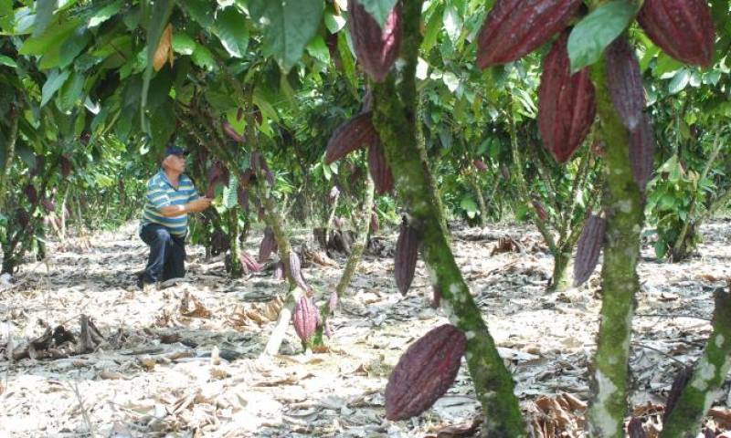 En el país, unas 240.000 familias viven de la producción de cacao. Otras 50.000 de la exportación .Archivo / Expreso 