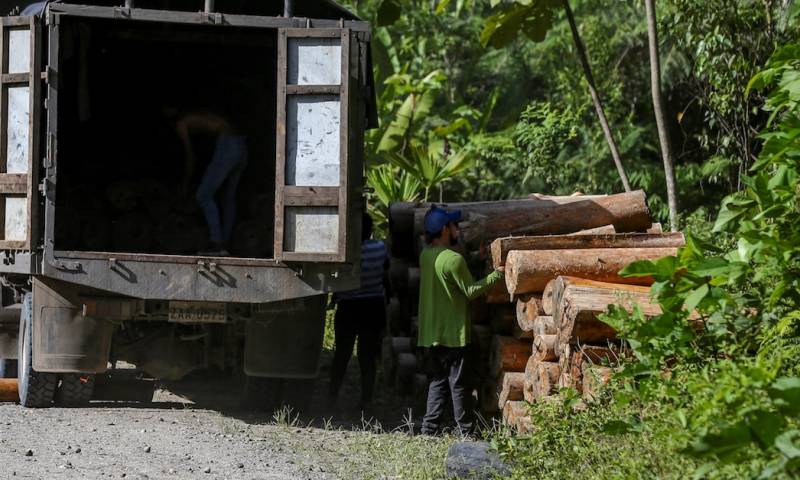 Ecuador prepara norma para certificar a los productos libres de deforestación / Foto: EFE