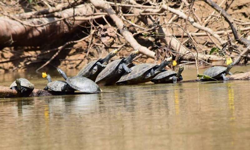 66 tortugas charapas fueron liberadas en el Parque Nacional Yasuní / foto cortesía Ministerio de Ambiente