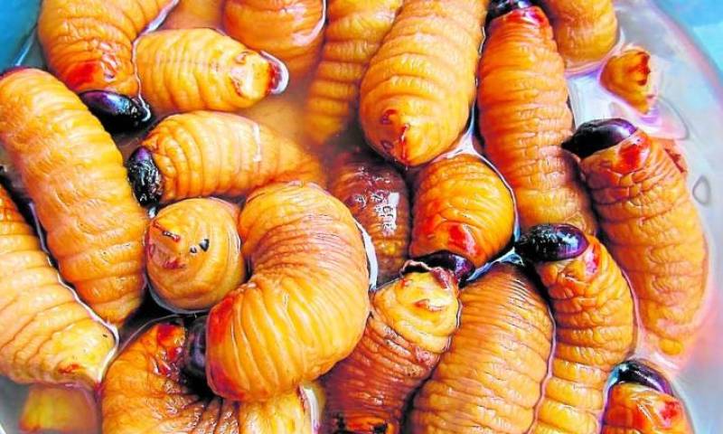 El gusano chontacuro es una receta ancestral de las comunidades amazónicas del Ecuador. Foto: EXTRA