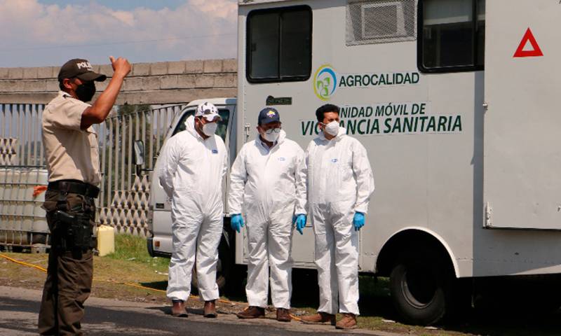 40 técnicos de la Agencia mantienen vigilancia y control permanente en la zona, como dispone la declaratoria de emergencia zoosanitaria / Foto: cortesía Agrocalidad