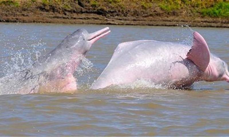  El delfín rosado, un símbolo de la Amazonía, está en peligro de extinción / Foto: Ministerio de Turismo
