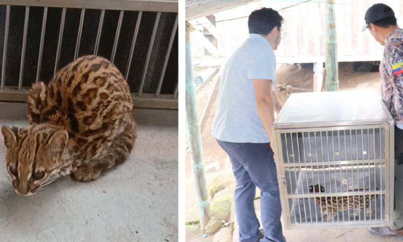 Los animales serán trasladados al Zoológico de Guayllabamba / Foto: cortesía MAATE