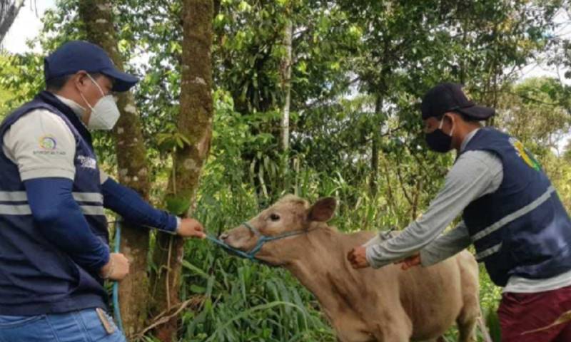 La fiebre aftosa es una de las más contagiosas entre los animales y con un gran potencial para causar pérdidas significativas al sector agropecuario / Foto: cortesía ministerio de Agricultura