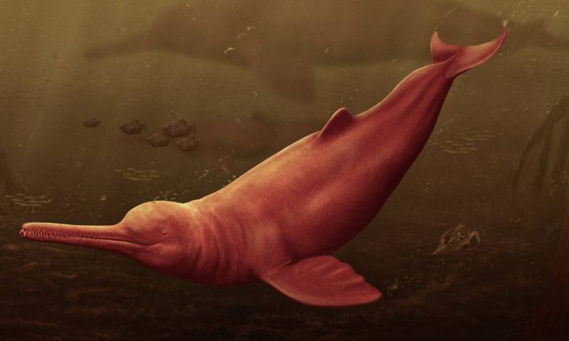 Pebanista es un pariente cercano de unos delfines que habitan los ríos del sur de Asia, llamados Platanista / Imagen: EFE