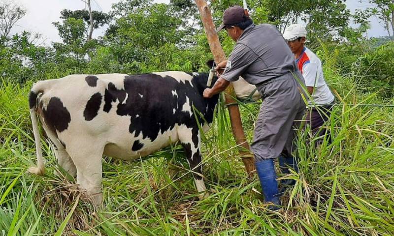 MAG ofrece servicio veterinario gratuito para ganaderos de Napo / Foto: cortesía Ministerio de Agricultura
