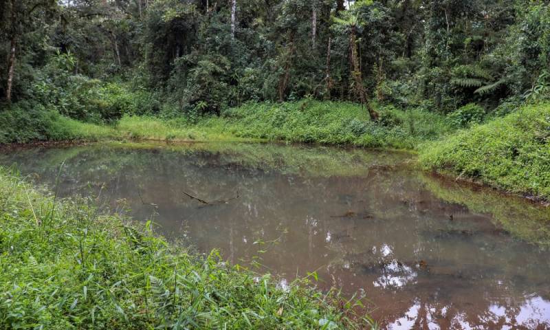'Hemisferios', una reserva de biodiversidad y "fábrica de agua" en la Amazonía / Foto: EFE