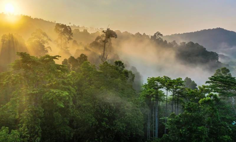 Ecuador celebra el ‘Día Internacional de la Preservación de los Bosques Tropicales’ / Foto: Shutterstock