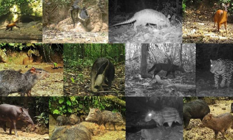 Investigación revela existencia de gran cantidad de mamíferos en los saladeros del Yasuní / Foto: cortesía Ministerio de Ambiente