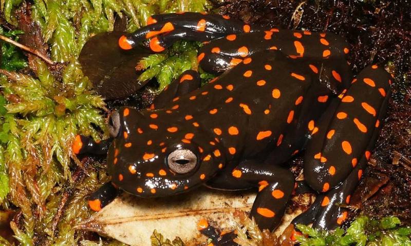 Pristimantis omarrhynchus se conoce para dos localidades de las estribaciones de las provincias de Napo y Sucumbíos / Foto: cortesía 