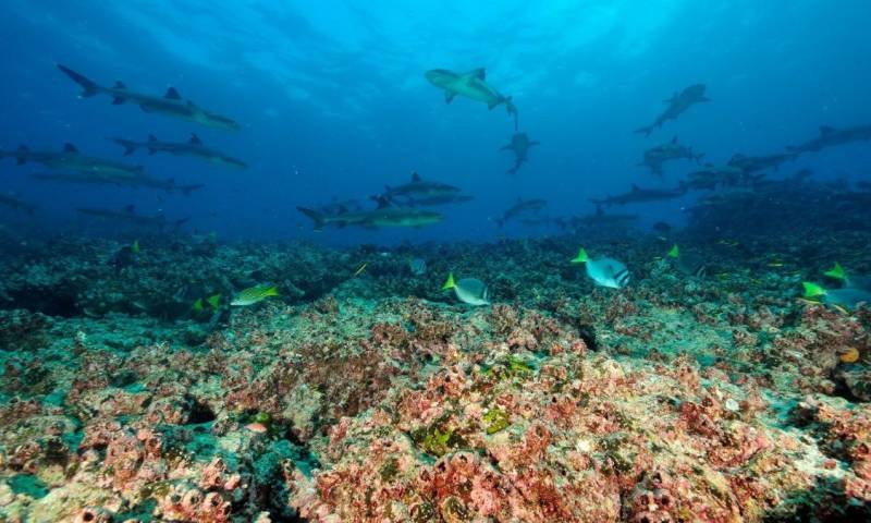 El proyecto tiene el apoyo financiero del "Fondo para Control de Especies Invasoras de Galápagos" y la asesoría técnica de la Fundación "Charles Darwin" / Foto: cortesía Parque Nacional Galápagos