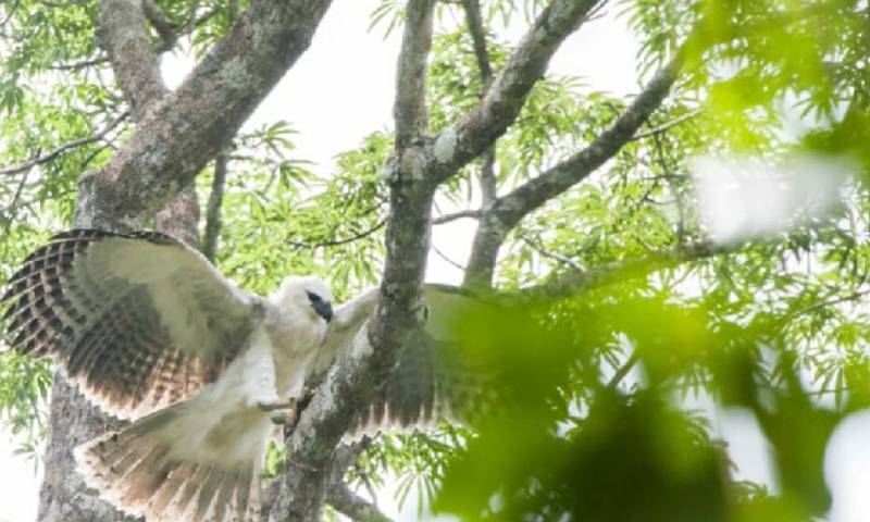Ecuador y España se unen para proteger águila harpía en Limoncocha / foto: cortesía Ministerio de Ambiente