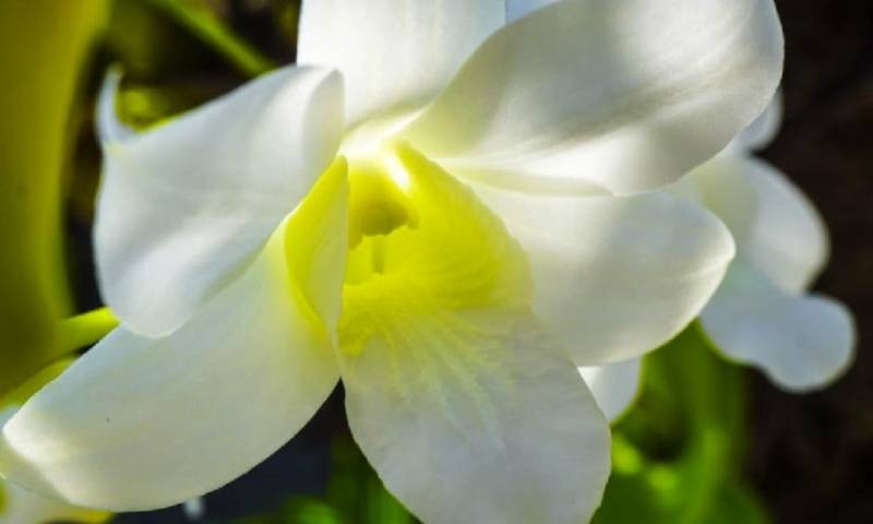 12 jardines botánicos de Orquídeas fueron regularizados en Napo/ Foto: cortesía Ministerio de Ambiente