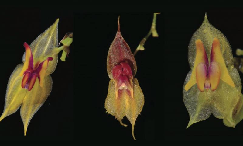 Tres nuevas especies de orquídeas fueron descubiertas en Ecuador/Foto: cortesía Ministerio de Ambiente