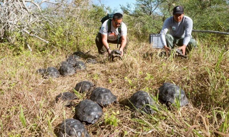 Fueron trasladadas en helicóptero hasta el centro sur de la isla Española / Foto: cortesía Ministerio de Ambiente