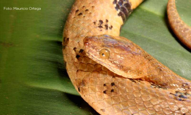 La boa recibió el nombre de “Tropidophis cacuangoae” en honor a la activista ecuatoriana, Dolores Cacuango.  (foto cortesía MAATE) 