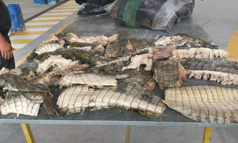 2 personas fueron aprehendidas por tráfico ilegal de carne de especies amenazadas / Foto: cortesía UPMA