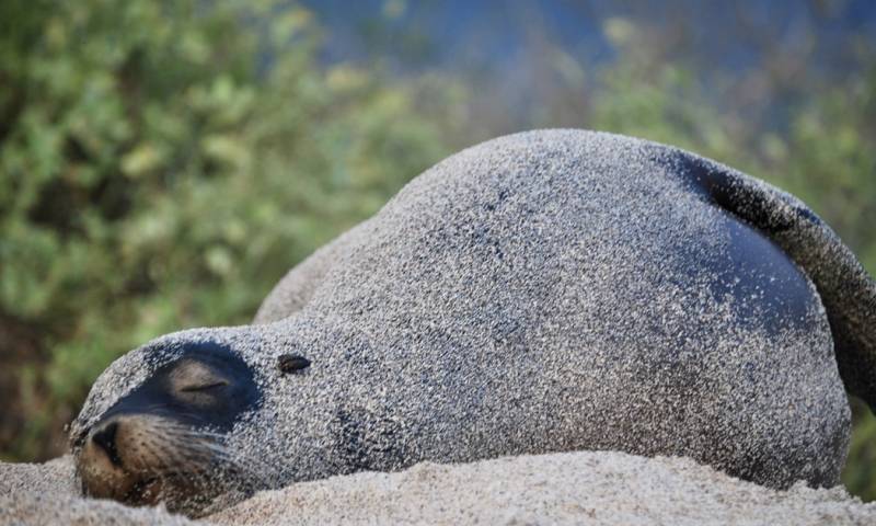 La información lo dio a conocer el Centro de Ciencia de Galápagos  / Foto: EFE