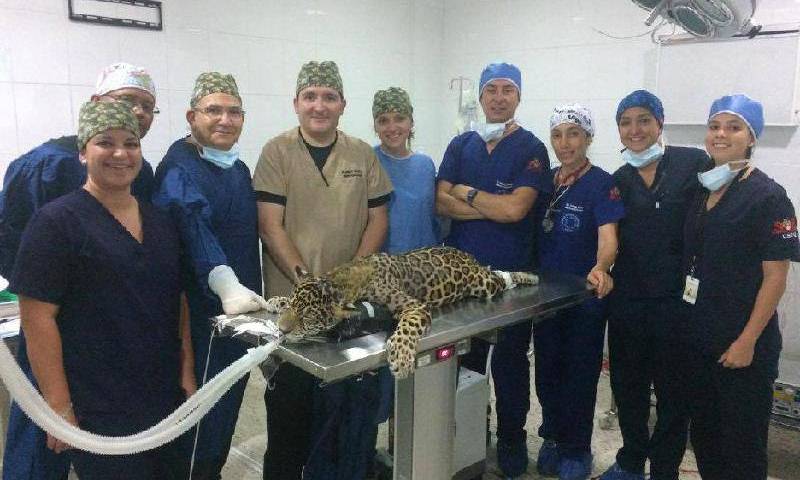 Equipo médico de la USFQ con el jaguar hembra