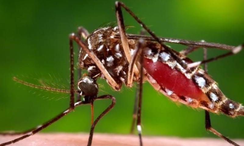 El dengue se transmite a las personas por medio de las picaduras de mosquitos de la especie Aedes / Foto: cortesía 