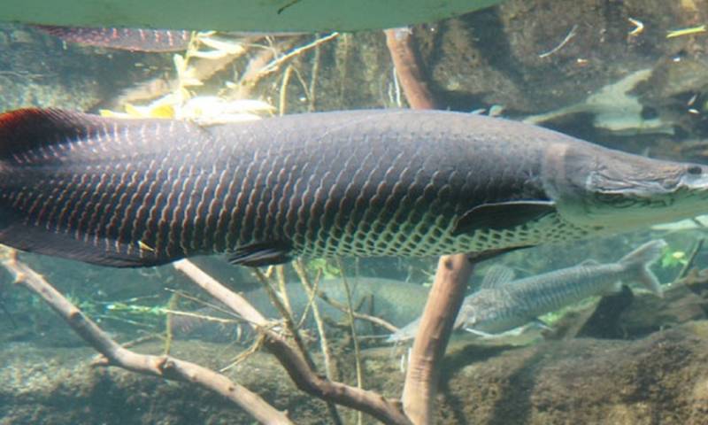 Lago Agrio destaca como pionera en el manejo, cultivo y comercialización de este pescado / Foto: cortesía 