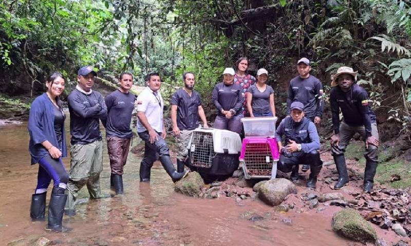 Previamente, los ejemplares cumplieron con la etapa de rehabilitación en la clínica veterinaria del Parque Turístico Nueva Loja / Foto: cortesía ministerio de Ambiente