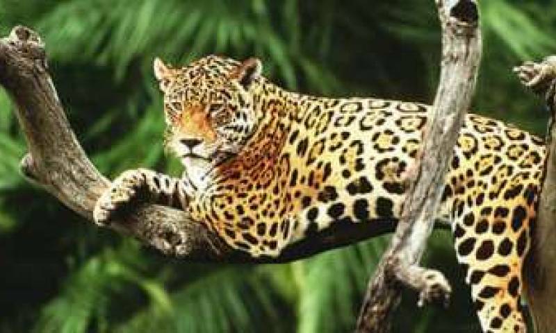 IMPORTANCIA. Mantener sano al jaguar permite que este ‘proteja’ los bosques en los que habita y que estos a su vez limpien el aire. Foto: La Hora