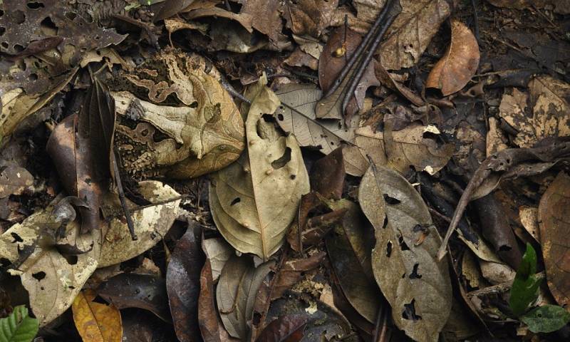 Hide and seek: Amazon horned frogs use the patterns on their skin to conceal themselves among leaves - but can you see the amphibian in this photo? Photo: Daily Mail