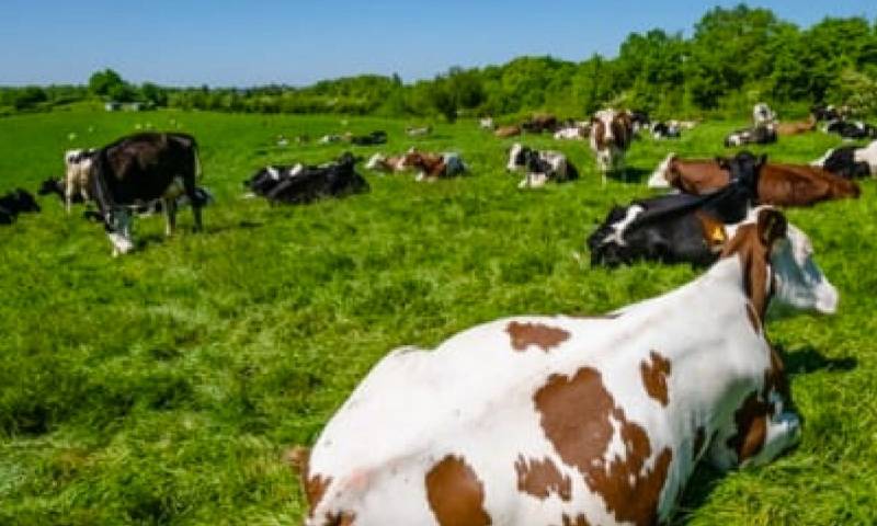 200 ganaderos se beneficiarán con ganadería sostenible y libre de deforestación en Zamora Chinchipe / Foto: Cortesía del Medio Ambiente