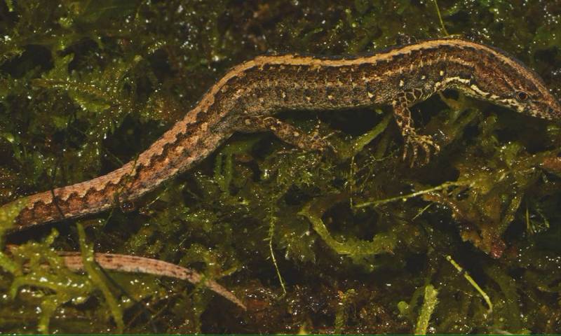 El nombre de esta nueva especie hace referencia a Dolores Cacuango, líder indígena del pueblo kayambi originario del norte del Ecuador/ Foto: Cortesía Inabio